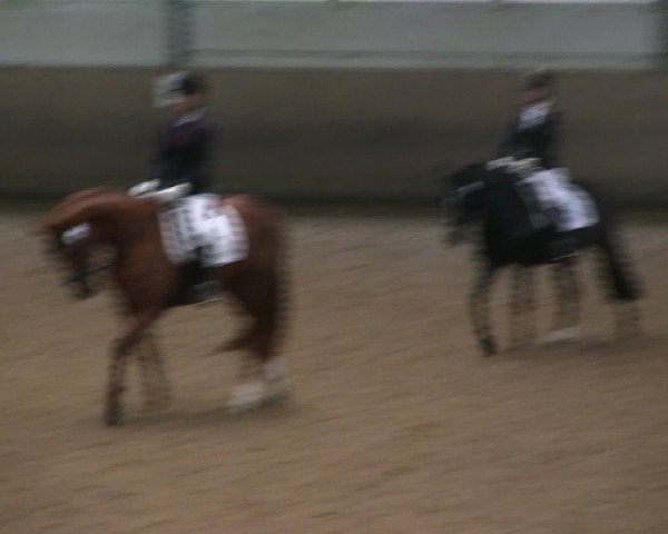 Hallen-Reitturnier Iserlohn 2016