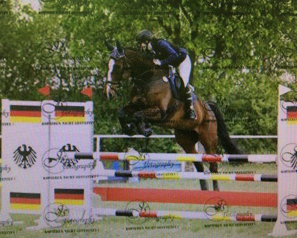 jumper Cantaro 56 (German Sport Horse, 2004, from Capone II) jumper Cantaro 56 (German Sport Horse, 2004, from Capone II)