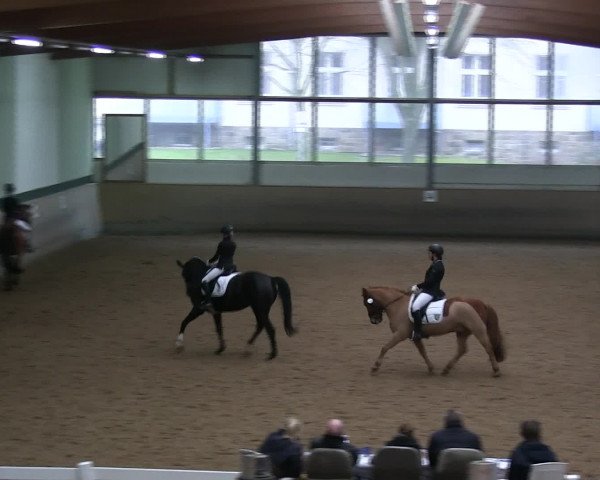 Hallen-Reitturnier Iserlohn 2016