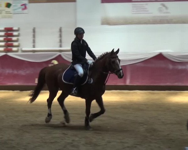 Springturnier Eicherloh - Laurent 2016