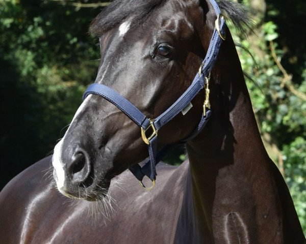 broodmare Razida (Danish Warmblood, 2013, from Don Olymbrio)