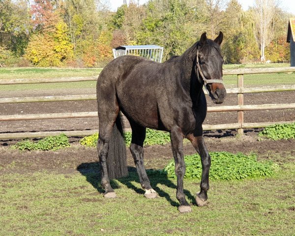 horse Cinderella (Westphalian,  , from Conen)