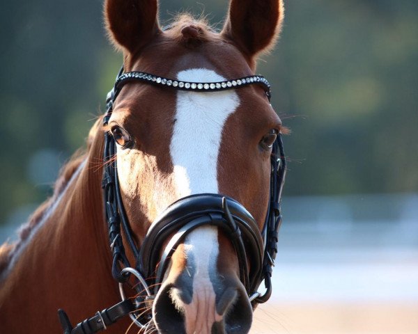 horse Nandino (unknown,  )