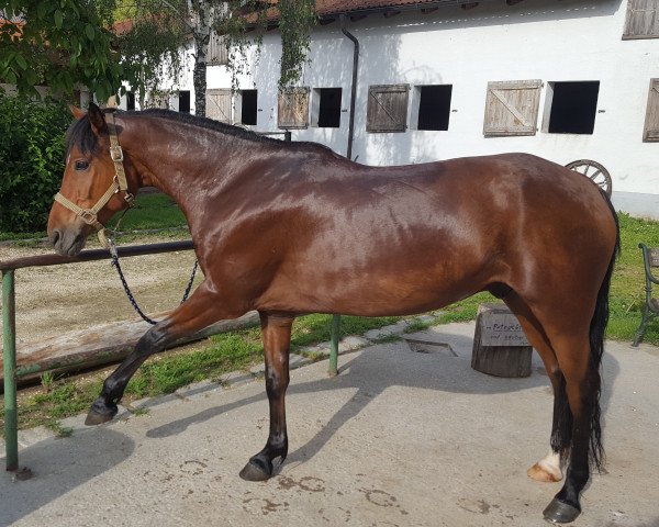 jumper Krishma (Arab half breed / Partbred, 2012, from Love me Tender)