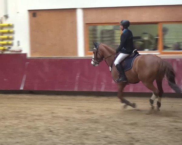 Springturnier Eicherloh - Laurent 2016