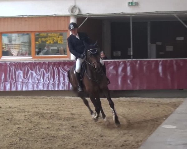 Springturnier Eicherloh - Laurent 2016
