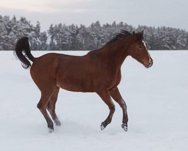 horse Elle AA (Anglo-Arabs, 1997, from Shaglavy)