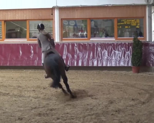 Springturnier Eicherloh - Laurent 2016