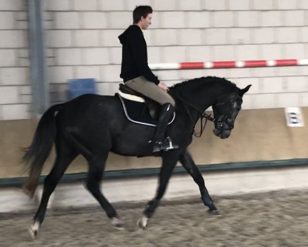 jumper Prosecco van Heiste (Belgian Warmblood, 2015, from Connor 48)