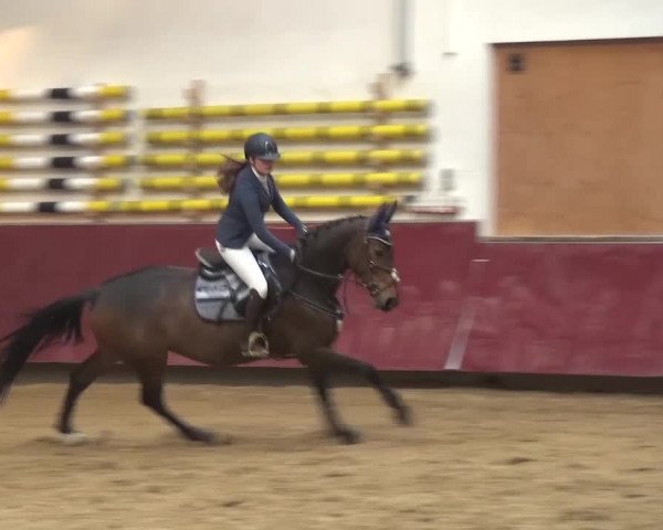 Springturnier Eicherloh - Laurent 2016