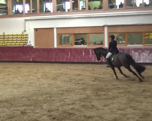 Springturnier Eicherloh - Laurent 2016