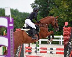 jumper Gellardo (Czech Warmblood, 2013, from Galandro)