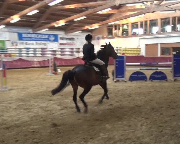 Springturnier Eicherloh - Laurent 2016