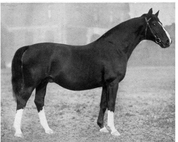 Deckhengst Schorse II (Hannoveraner, 1923, von Schwof I) Deckhengst Schorse II (Hannoveraner, 1923, von Schwof I)