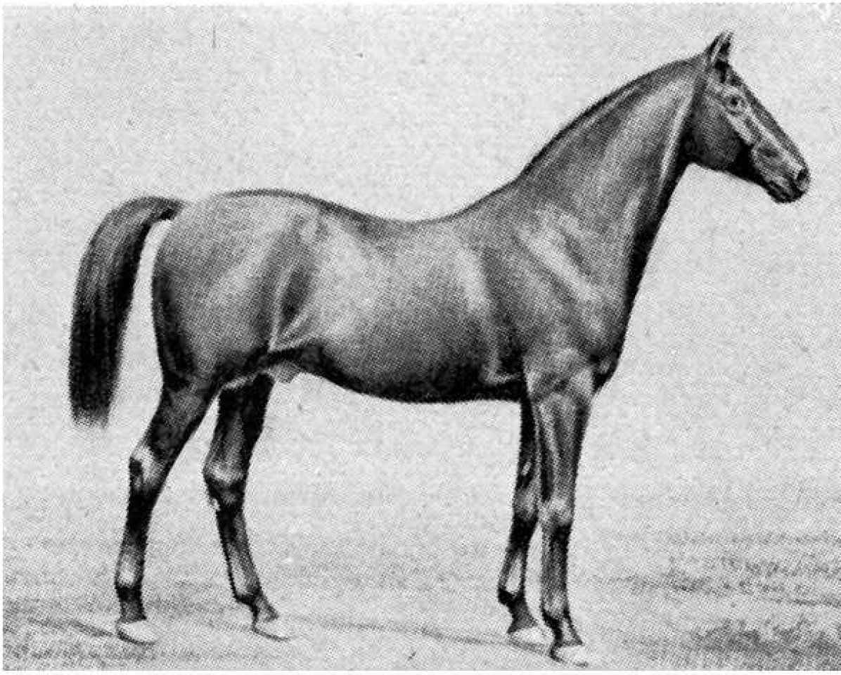 Deckhengst Goldoni (Englisches Vollblut, 1856, von Sheridan xx (Sheridan I))