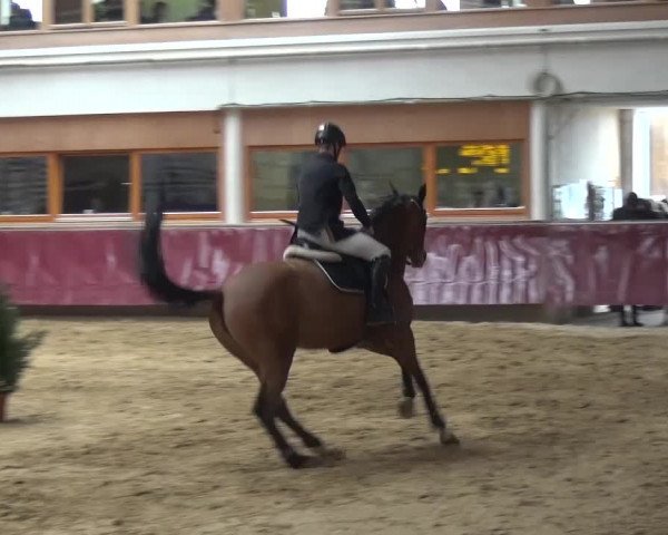 Springturnier Eicherloh - Laurent 2016