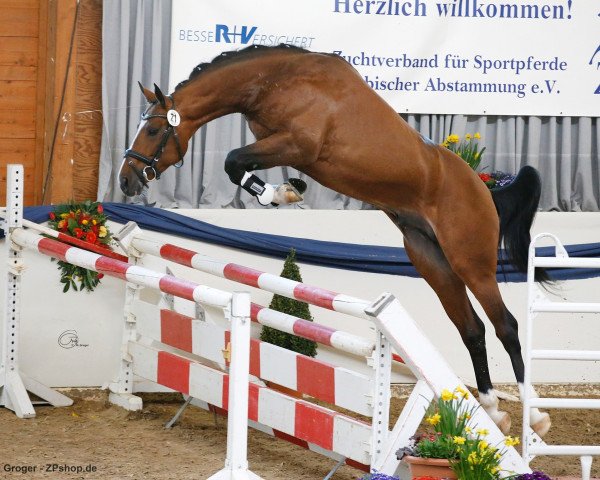 stallion Rastafari (German Sport Horse, 2015, from Rasso Royal)