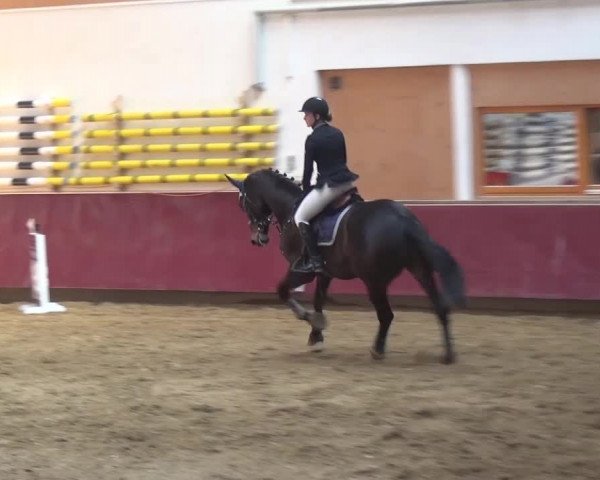 Springturnier Eicherloh - Laurent 2016