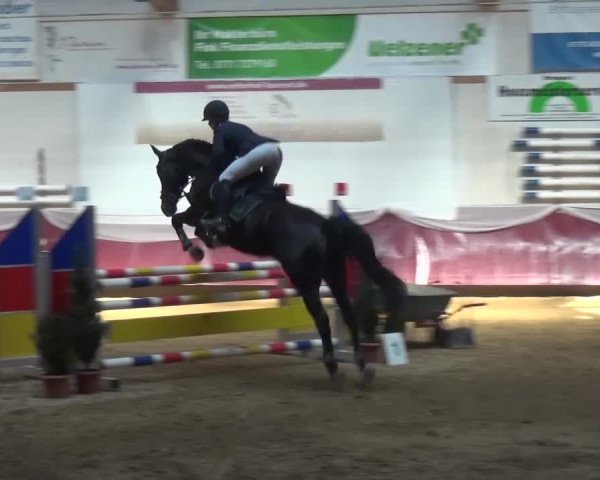 Springturnier Eicherloh - Laurent 2016