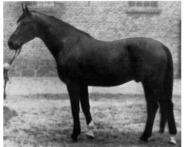 stallion Dukat (Hanoverian, 1943, from Dollart)