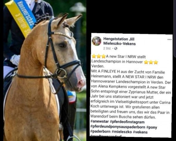 Pferd A Finleyé H (Deutsches Reitpony, 2016, von A new Star)