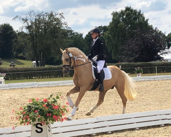 stallion Sir Sansibar 5 (German Riding Pony, 2016, from Jonker's Socrates)