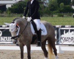 dressage horse Mille Grazie 5 (Palomino, 2015, from Falsario de Color)