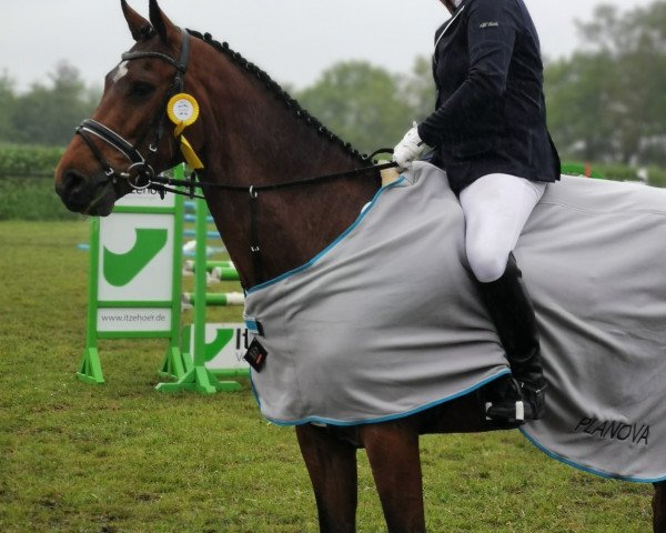 Springpferd Catos (Holsteiner, 2012, von Catoo)