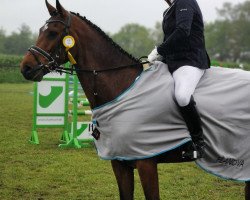 Springpferd Catos (Holsteiner, 2012, von Catoo)