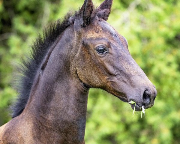 horse Belgravia (Trakehner, 2019, from Dezember)