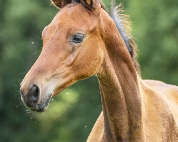 dressage horse Prinz Leopold (Trakehner, 2019, from Ivanhoe)