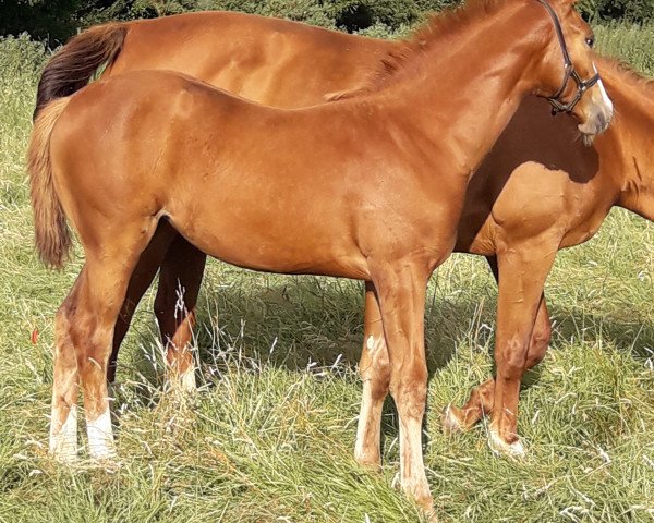 horse volare (Irish Sport Horse, 2019, from Aganix du Seigneur)