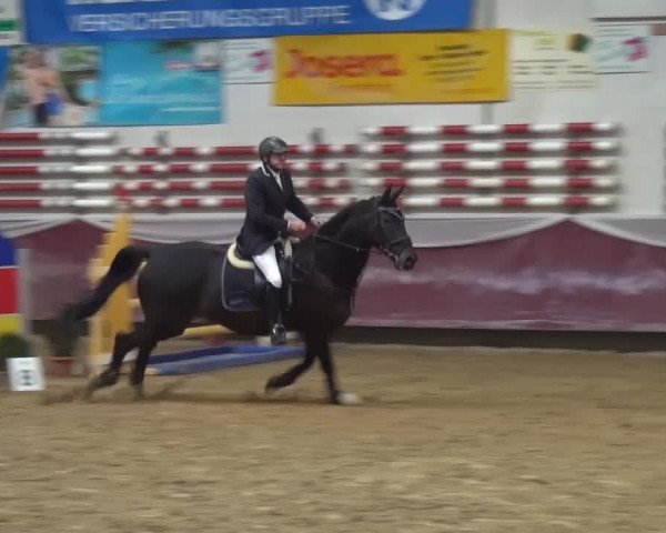 Springturnier Eicherloh - Laurent 2016