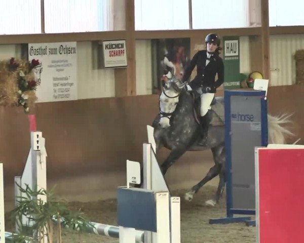 Reitturnier Dettingen 2016