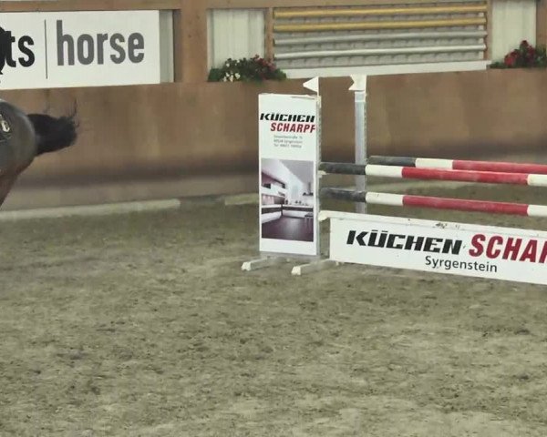 Reitturnier Dettingen 2016