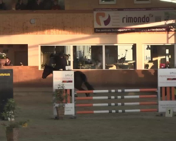 Reitturnier Dettingen 2016