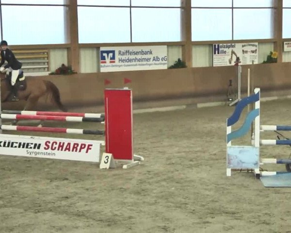 Reitturnier Dettingen 2016