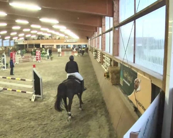 Reitturnier Dettingen 2016