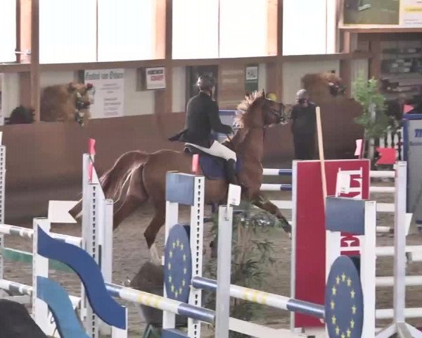 Reitturnier Dettingen 2016