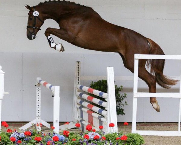 broodmare Errubia (Oldenburg, 2013, from Serano Gold)