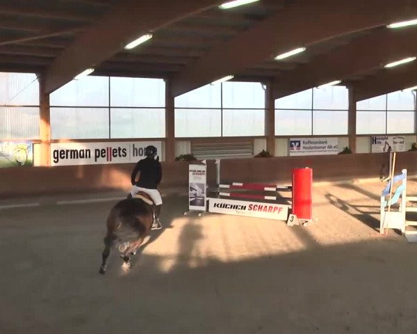 Reitturnier Dettingen 2016