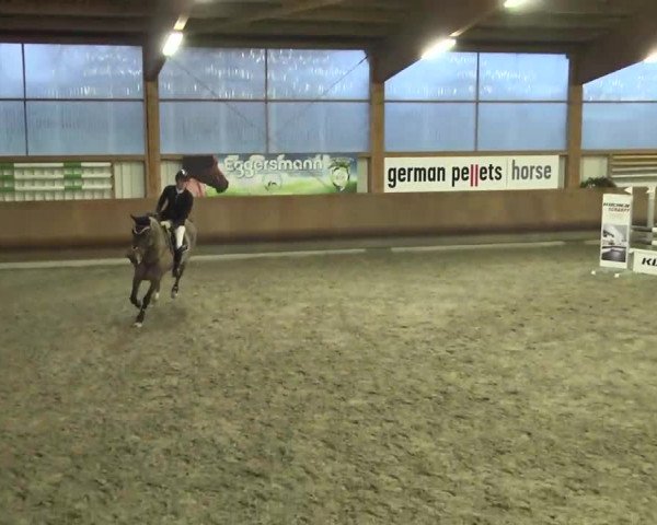 Reitturnier Dettingen 2016