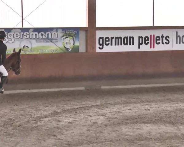 Reitturnier Dettingen 2016