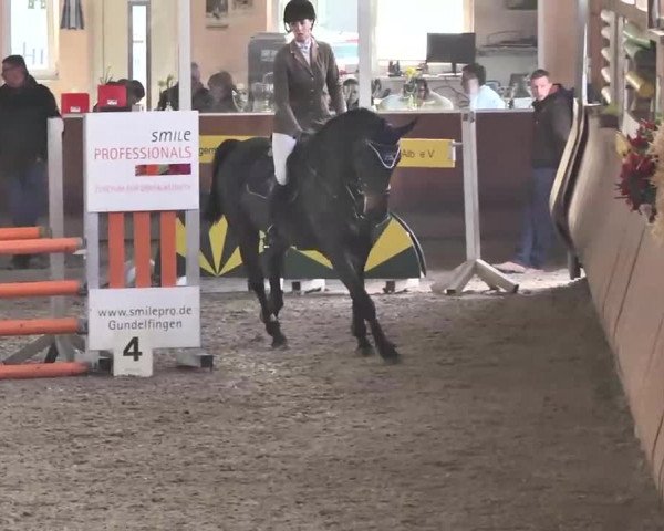 Reitturnier Dettingen 2016