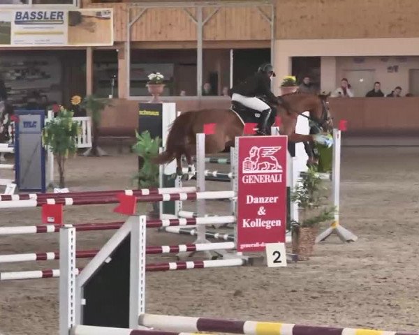 Reitturnier Dettingen 2016