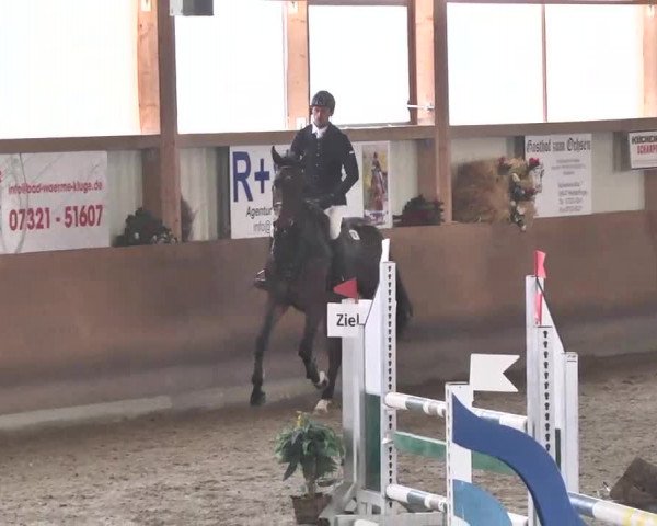 Reitturnier Dettingen 2016