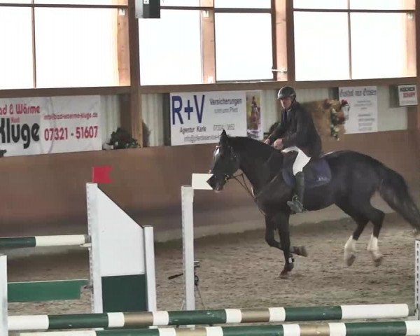Reitturnier Dettingen 2016