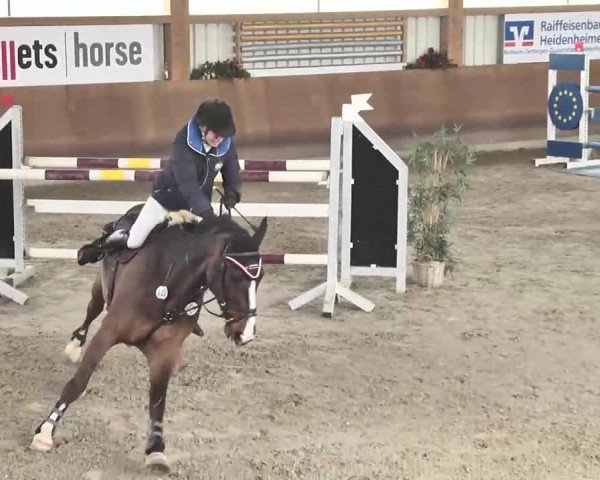 Reitturnier Dettingen 2016