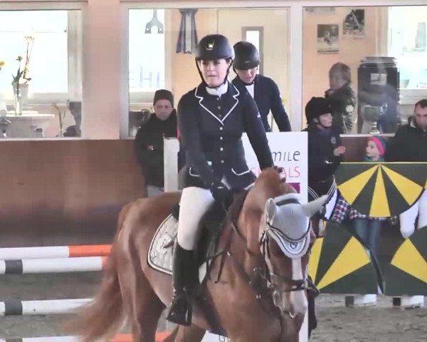 Reitturnier Dettingen 2016