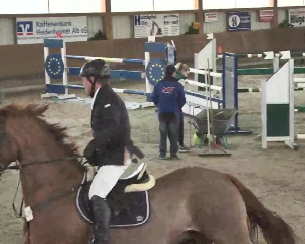 Reitturnier Dettingen 2016